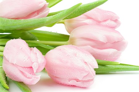 simsearch:400-08011304,k - Five Beautiful Spring Pink Tulips with Droplets closeup on white background Stock Photo - Budget Royalty-Free & Subscription, Code: 400-06568135