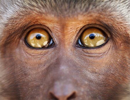 simsearch:400-07123497,k - Monkey muzzle with yellow eyes close up - Macaca fascicularis Foto de stock - Royalty-Free Super Valor e Assinatura, Número: 400-06568258