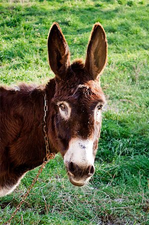 photojope (artist) - Closeup of a donkey chewing grass in a meadow. Fotografie stock - Microstock e Abbonamento, Codice: 400-06568286