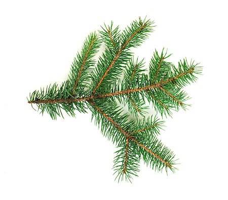 Fir branch white isolated. Studio shot Stock Photo - Budget Royalty-Free & Subscription, Code: 400-06568706