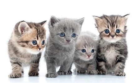 simsearch:400-07293083,k - Portrait of group of young Scottish cats . Studio shot. Isolated. Photographie de stock - Aubaine LD & Abonnement, Code: 400-06568724