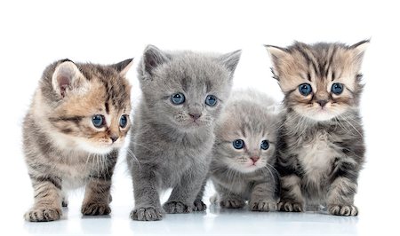 simsearch:400-07247469,k - Portrait of group of young Scottish cats . Studio shot. Isolated. Foto de stock - Super Valor sin royalties y Suscripción, Código: 400-06568724