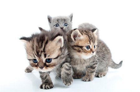 simsearch:400-07293083,k - group of four kittens walking together Photographie de stock - Aubaine LD & Abonnement, Code: 400-06568725