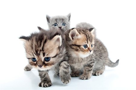 simsearch:400-06694504,k - group of four kittens walking together Stock Photo - Budget Royalty-Free & Subscription, Code: 400-06568725