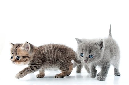 simsearch:400-06568725,k - Two little kittens walking towards together. Studio shot. Isolated over white. Photographie de stock - Aubaine LD & Abonnement, Code: 400-06568728