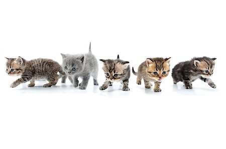 Group of little kittens walking towards together. Studio shot. Isolated over whitÑ? background. Photographie de stock - Aubaine LD & Abonnement, Code: 400-06568723