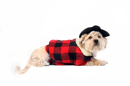 Dog wears a red and black plaid lined vest.  Outfit is complete with black leather cowbow hay and chin string.  Silkypoo is laying on an all white Foto de stock - Royalty-Free Super Valor e Assinatura, Número: 400-06568804
