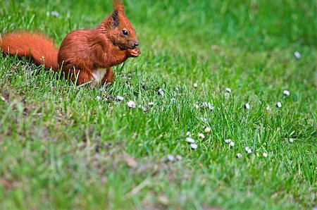 A red squirrel sitting on a green meadow with daisies. Shallow depth of field. Much free copy space. Foto de stock - Royalty-Free Super Valor e Assinatura, Número: 400-06568844