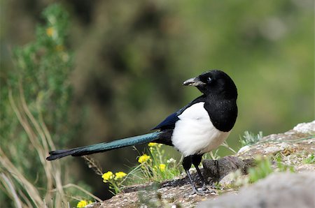 Authentic wildlife picture of a magpie in its natural environment. Stockbilder - Microstock & Abonnement, Bildnummer: 400-06568843