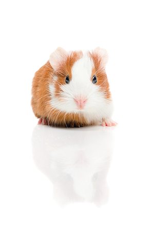 Red and white guinea pig on white background Photographie de stock - Aubaine LD & Abonnement, Code: 400-06568861