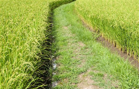 rice harvesting in japan - Small path in a field of rice in Japan Stock Photo - Budget Royalty-Free & Subscription, Code: 400-06569635
