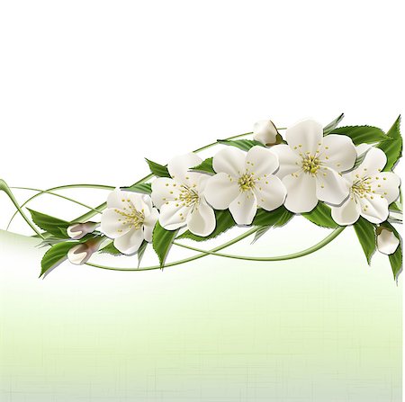 simsearch:400-05066044,k - Spring header with white cherry flowers, buds and copy space. Vector illustration Foto de stock - Royalty-Free Super Valor e Assinatura, Número: 400-06569805