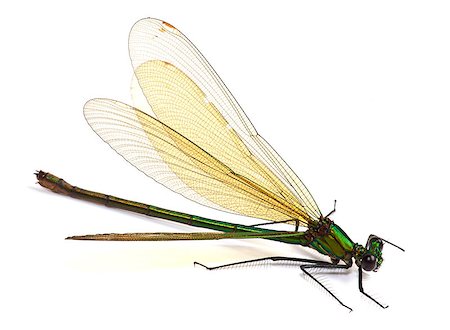 simsearch:400-06560180,k - Dragonfly creeps on a white background Stock Photo - Budget Royalty-Free & Subscription, Code: 400-06560180