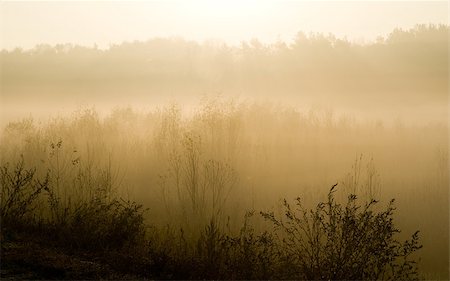 Dense fog lays around grass, trees. it is autumn morning, nature. Fotografie stock - Microstock e Abbonamento, Codice: 400-06560181