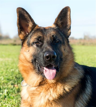 simsearch:400-06570271,k - portrait of a  purebred german shepherd outdoors Stockbilder - Microstock & Abonnement, Bildnummer: 400-06560230