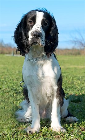 simsearch:400-06067706,k - portrait of a black and white purebred cocker spaniel on a blue sky Foto de stock - Super Valor sin royalties y Suscripción, Código: 400-06560232