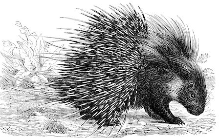 Crested Porcupine on engraving from 1890. Engraved by unknown artist and published in Meyers Konversations-Lexikon, Germany,1890. Foto de stock - Super Valor sin royalties y Suscripción, Código: 400-06561120