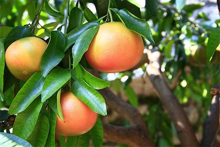 Ripe grapefruit fruits on the tree (Citrus paradisi) Stock Photo - Budget Royalty-Free & Subscription, Code: 400-06561457
