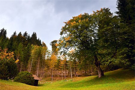 big oak tree in autumn forest Stock Photo - Budget Royalty-Free & Subscription, Code: 400-06561546