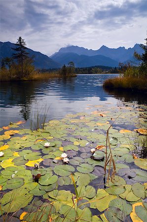 white water lily on Barmsee in Bavarian Alps Stock Photo - Budget Royalty-Free & Subscription, Code: 400-06561548