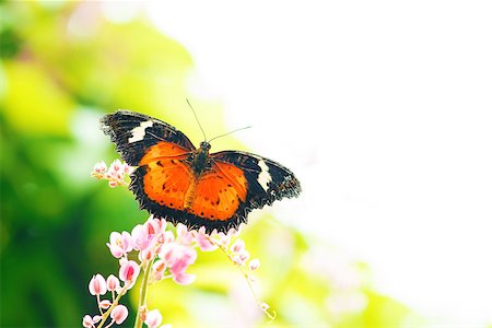 simsearch:400-04330574,k - Butterfly on flower with copy space on top right. Foto de stock - Super Valor sin royalties y Suscripción, Código: 400-06561652