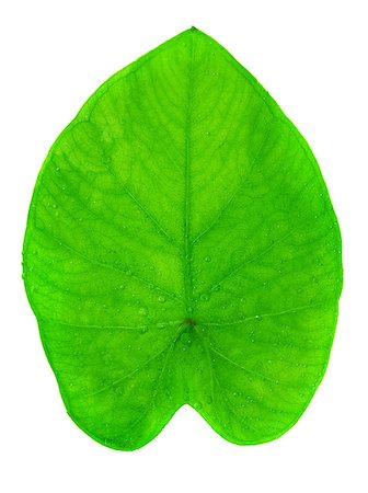 Yam leaf macro full length isolated on white Stock Photo - Budget Royalty-Free & Subscription, Code: 400-06561733