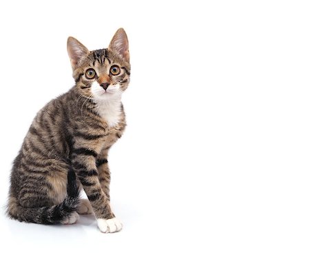 simsearch:400-06565435,k - striped gray kitten sitting looking at the camera. Isolated on white background Stockbilder - Microstock & Abonnement, Bildnummer: 400-06562536