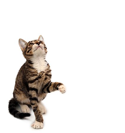 simsearch:400-06565435,k - striped gray kitten sitting looking up. Isolated on white background Stockbilder - Microstock & Abonnement, Bildnummer: 400-06562539