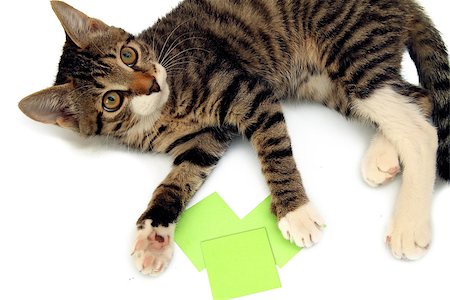 simsearch:400-09224195,k - playful tabby kitten lying next to stickers, isolated on a white background Stockbilder - Microstock & Abonnement, Bildnummer: 400-06562540