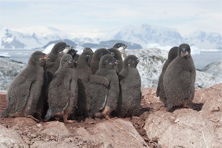 simsearch:400-06736343,k - Adelie penguin chicks group on the rocks in the colony. Photographie de stock - Aubaine LD & Abonnement, Code: 400-06562591