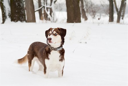 swellphotography (artist) - Husky dog standing in the snow. Focus on eyes. Fotografie stock - Microstock e Abbonamento, Codice: 400-06562601