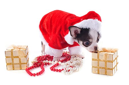 simsearch:400-05888300,k - portrait of a dressed puppy chihuahua with copy space in Christmas in front of white background Stockbilder - Microstock & Abonnement, Bildnummer: 400-06570280