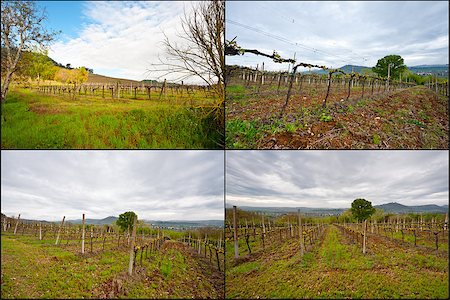 simsearch:400-06141966,k - Hill Of Tuscany with Vineyard in the Chianti Region, Set Foto de stock - Royalty-Free Super Valor e Assinatura, Número: 400-06570796