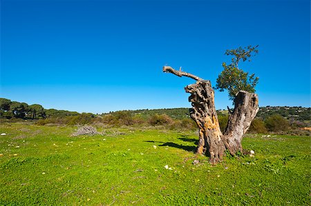 Broken Tree on the Clearing in Galilee, Israel Photographie de stock - Aubaine LD & Abonnement, Code: 400-06570793