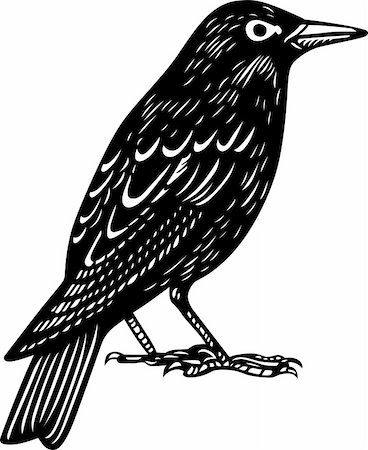 Blackbird Foto de stock - Royalty-Free Super Valor e Assinatura, Número: 400-06627338