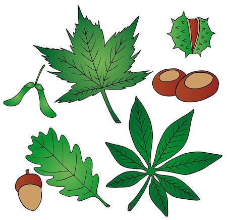 Leaves and fruits - vector illustration. Foto de stock - Royalty-Free Super Valor e Assinatura, Número: 400-06628610