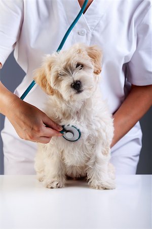 Litle fluffy dog at the veterinary checkup looking funny at you Fotografie stock - Microstock e Abbonamento, Codice: 400-06628884