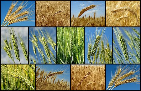 simsearch:400-04896751,k - wheat growing in the field collection Stock Photo - Budget Royalty-Free & Subscription, Code: 400-06629313