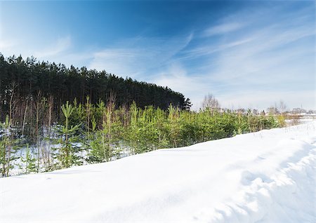 Winter forest of the southern taiga of Russia on a background of blue sky Stock Photo - Budget Royalty-Free & Subscription, Code: 400-06638932