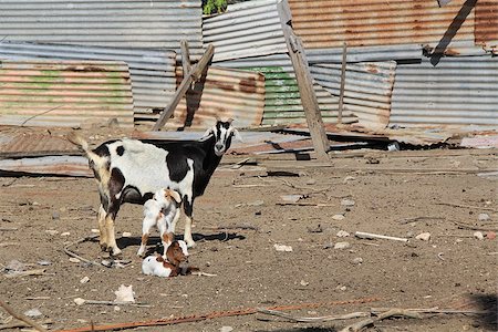 Mother goat with her kids showing the typical condition of a goat pen in Antigua Barbuda. Stock Photo - Budget Royalty-Free & Subscription, Code: 400-06639529