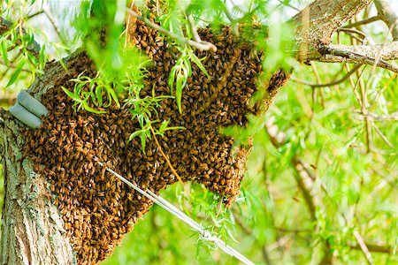 Honey bee swarm hanging on a tree brunch Stock Photo - Budget Royalty-Free & Subscription, Code: 400-06639627