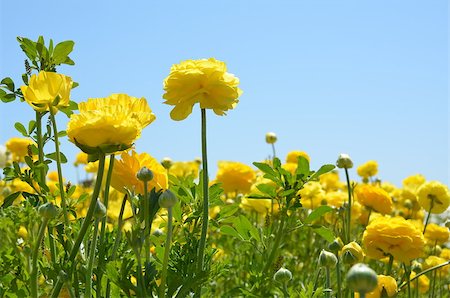 ranunculus sp - Ranunculus Flowers and Sky Stock Photo - Budget Royalty-Free & Subscription, Code: 400-06639950