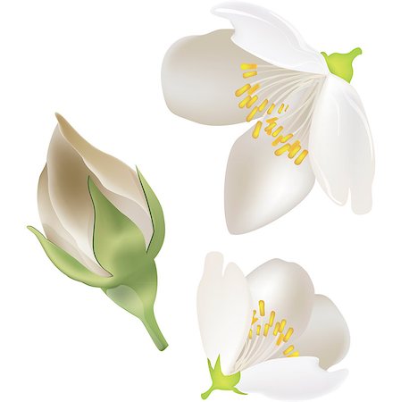 ekaterina88 (artist) - realistic vector image of white jasmine flowers and one bud Fotografie stock - Microstock e Abbonamento, Codice: 400-06630131