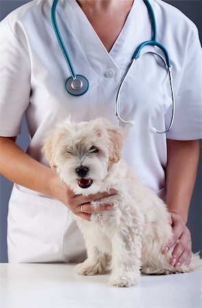 simsearch:400-08372788,k - Little doggy at the veterinary - animal care concept Stock Photo - Budget Royalty-Free & Subscription, Code: 400-06631172