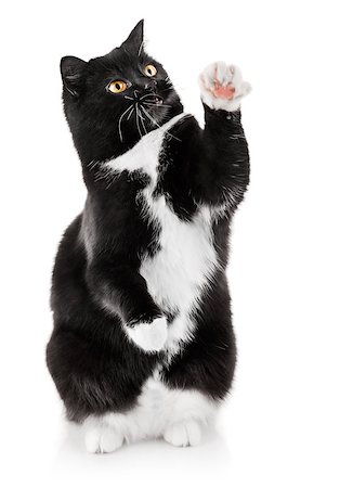 playful black cat with yellow eyes isolated on white background Stock Photo - Budget Royalty-Free & Subscription, Code: 400-06631953