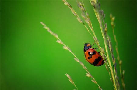 simsearch:400-07626311,k - close up photo of ladybird with natural green background Stock Photo - Budget Royalty-Free & Subscription, Code: 400-06632015