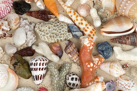 sand dollar beach - Background of Ocean Shells and Corals closeup Stock Photo - Budget Royalty-Free & Subscription, Code: 400-06632021