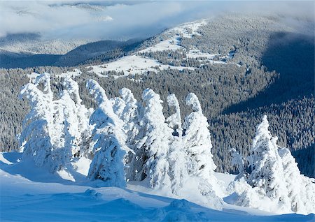 Winter mountain landscape with snowy trees on slope in front Photographie de stock - Aubaine LD & Abonnement, Code: 400-06633507