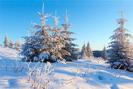 simsearch:400-06861143,k - Winter mountain landscape with snow covered fir trees in sunrise light Foto de stock - Super Valor sin royalties y Suscripción, Código: 400-06633510