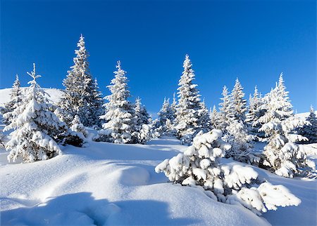 Morning winter mountain landscape with fir trees on slope. Foto de stock - Super Valor sin royalties y Suscripción, Código: 400-06633511